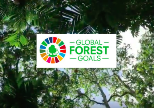 Collaborative Forest Partnership